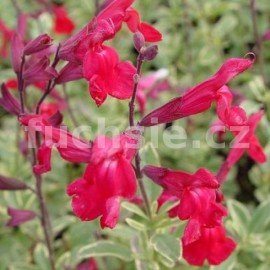 Šalvěj Salvia Microphyla Caramba (šalvěj )