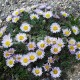 Erigeron karvinskianus- Turan