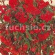 Begonia Chanson - červená převislá