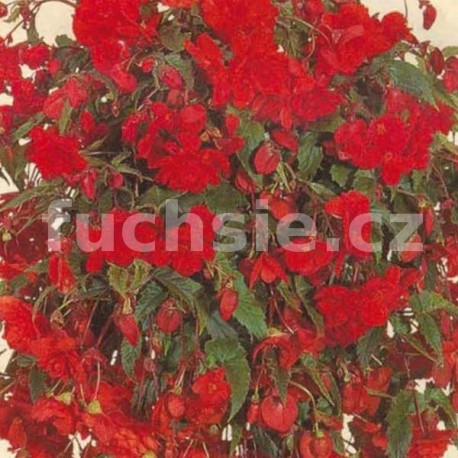 Begonia Chanson - červená převislá