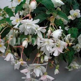 Begonia Chanson převislá-bílá