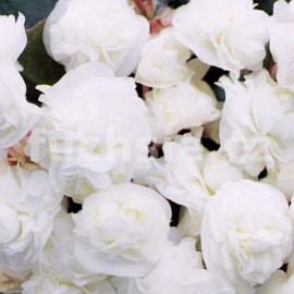 Begonia Sempransflor (Begonie - voskovka)-bílá