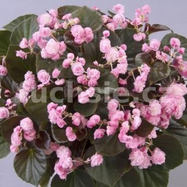 Begonia Sempransflor (Begonie) růžová
