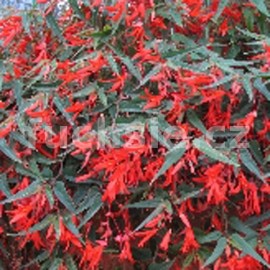 Begonia Boliviensis-oranžová (Begonie)