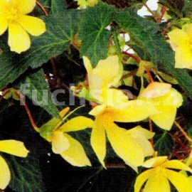 Begonia boliviensis (Begonie)
