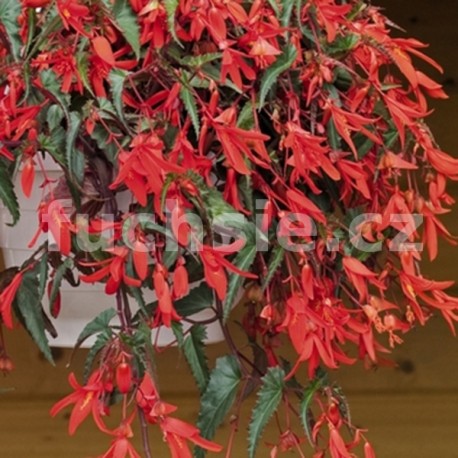 Begonia Boliviensis - červená poloplná