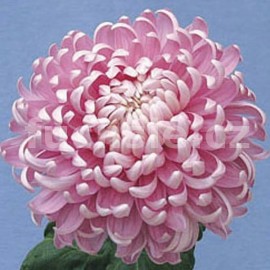 Chryzantéma velkokvětá, Pink Lea