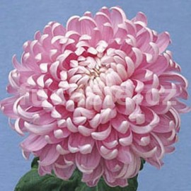 listopadka Pink Lea - Chrysanthemum Pink Lea