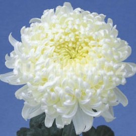 Chryzantéma velkokvětá Blanka bílá