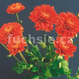 Chryzantéma -drobnokvětá červená- Rote Wendy