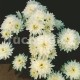 Chryzantéma -drobnokvětá bílá