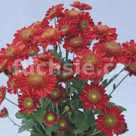 listopadka Kordia - Chrysanthemum Kordia