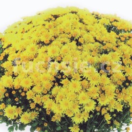 Chryzantéma Multiflora žlutá, raná