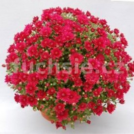 Chryzantéma  Multiflora- bordo červená