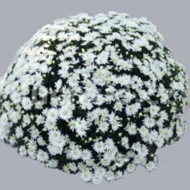 Chryzantéma multiflora Jolana