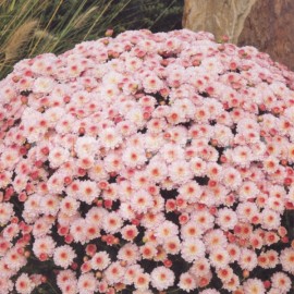 Chryzantéma Multiflora