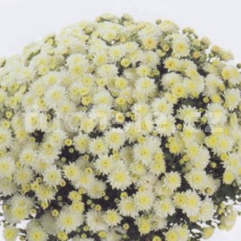 Chryzantéma Jitka Multiflora bílá