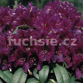 Pnink Polarnacht - Rhododendron Polarnacht