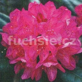Rododendron červený zakrslý, skalkový