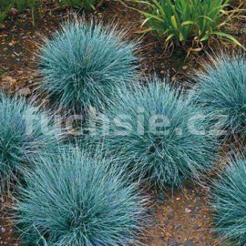 Kostřava stříbrná (Festuca Glauca)