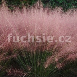 Muhlenbergia Capillaris