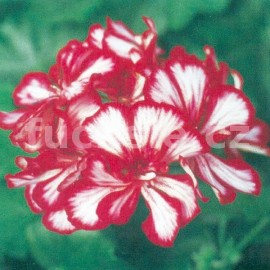Pelargónie petátum Mexica Ruby (Muškát převislýMexicana Granatit)