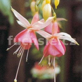 Pink Temptatiion Fuchsie (Wilson GB  1966)