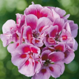 Pelargónie zonale- fialková s růžovou, vzpřímený