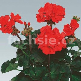 pelargonie pskat Juliane - Pelargonium zonale Juliane