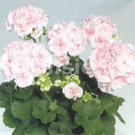 pelargonie pskat Salmon Komtes - Pelargonium zonale Salmon Komtes