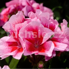 pelargonie pskat Americana Pink Mega Splash - Pelargonium zonale Americana Pink Mega Splash