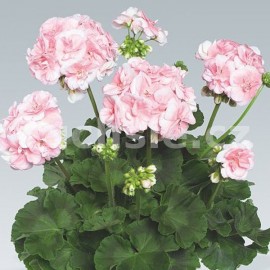 pelargonie pskat Salmon Queen - Pelargonium zonale Salmon Queen