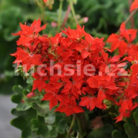 pelargonie pskat Fireworks Scarlet - Pelargonium zonale Fireworks Scarlet