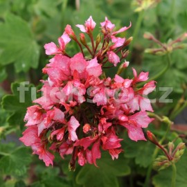 pelargonie pskat Fireworks Bicolor - Pelargonium zonale Fireworks Bicolor