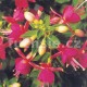 Cherry Fuchsie (Stubbs USA 1979)