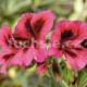 Grandifl. Růžový Pelargónie