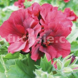 pelargonie Mikado - Pelargonium grandiflorum Mikado