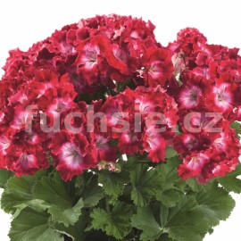 Pelargonie Grandiflora- Bermuda red, vzpřímený