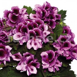 pelargonie Aristo Lavender - Pelargonium grandiflorum Aristo Lavender