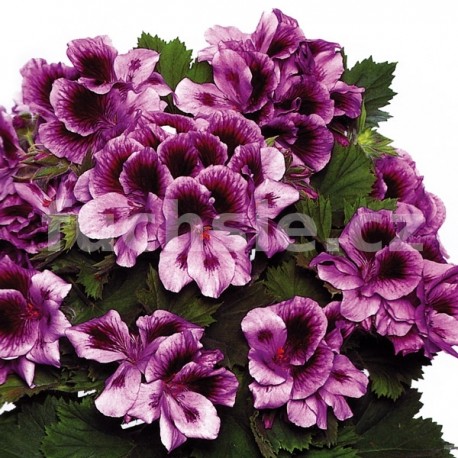 Pelargonie Grandiflorum, vzpřímený 