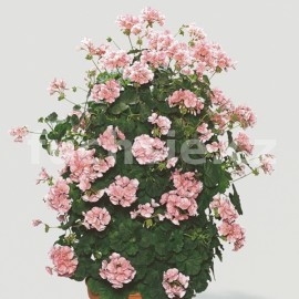 pelargonie pskat Antik Salmon - Pelargonium zonale Antik Salmon