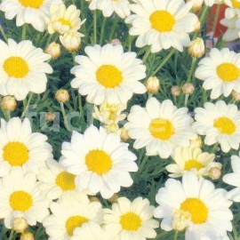 kopretinovec - Argyranthemum