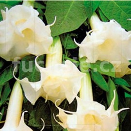 durman - Brugmansia