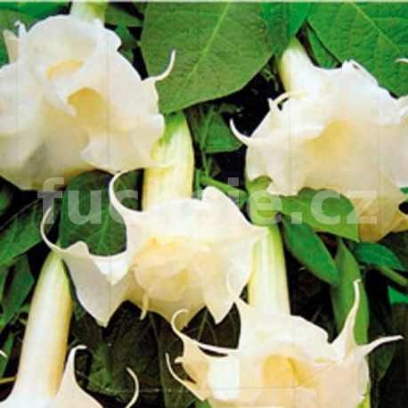 Brugmansia bílá- Durman (plnokvětá datura) Andělské trumpety