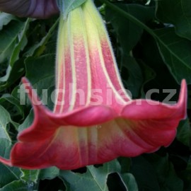 durman - Brugmansia