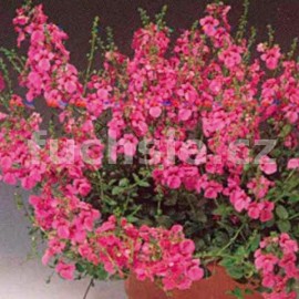 Diascia růžovofialová