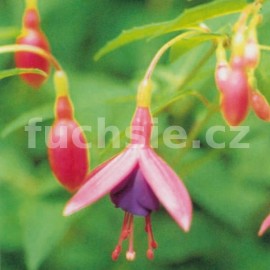 Tom Thumb Fuchsie (Baudinat  F 1850)-mrazuvzdorná