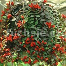 eschynantus Robijn - Aeschynanthus Robijn