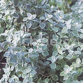 Helichrysum Patiolare