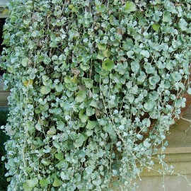 Dichondra- stříbrný déšť